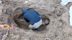 В Белёвском районе поисковики обнаружили останки красноармейцев В Белёвском районе поисковики обнаружили останки красноармейцев