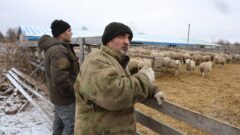 Веневский фермер Павел Ляпин поделился секретами овцеводства