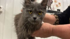 Тульский центр помощи «Любимец» принял 5 кошек из Белгорода