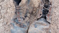 В Белёвском районе поисковики обнаружили останки красноармейцев В Белёвском районе поисковики обнаружили останки красноармейцев