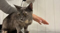 Тульский центр помощи «Любимец» принял 5 кошек из Белгорода