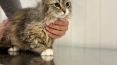 Тульский центр помощи «Любимец» принял 5 кошек из Белгорода