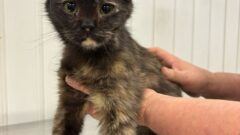 Тульский центр помощи «Любимец» принял 5 кошек из Белгорода