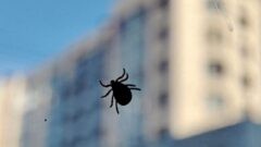 С 1 марта в Тульской области зарегистрировано 17 случаев присасывания клещей С 1 марта в Тульской области зарегистрировано 17 случаев присасывания клещей