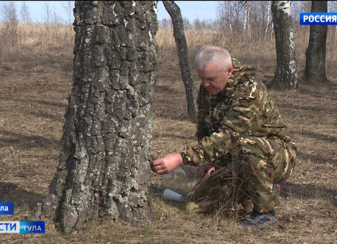 Берёзовый сок: полезный, но способствует образованию камней в почках
