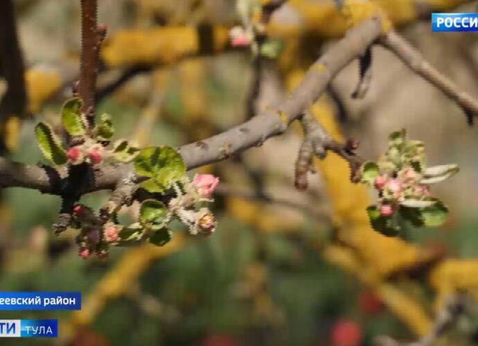 весна погода почки цветы