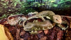 В Тульском экзотариуме пополнение