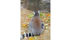 В Тульском экзотариуме пополнение