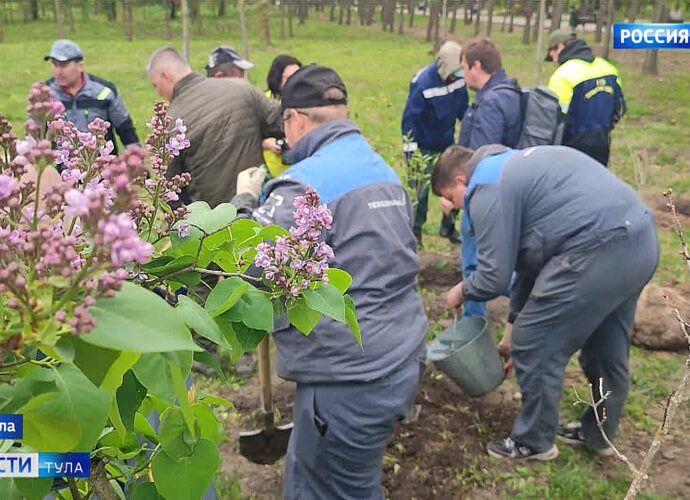 «Сирень Победы»: в Центральном парке Тулы высадили 30 кустов