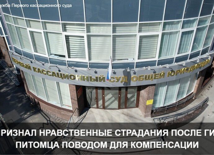 Суд обязал водителя выплатить компенсацию за моральный вред из-за гибели собаки в ДТП