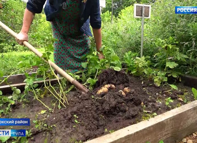 Как Андрей Болотов приучал крепостных к картофелю