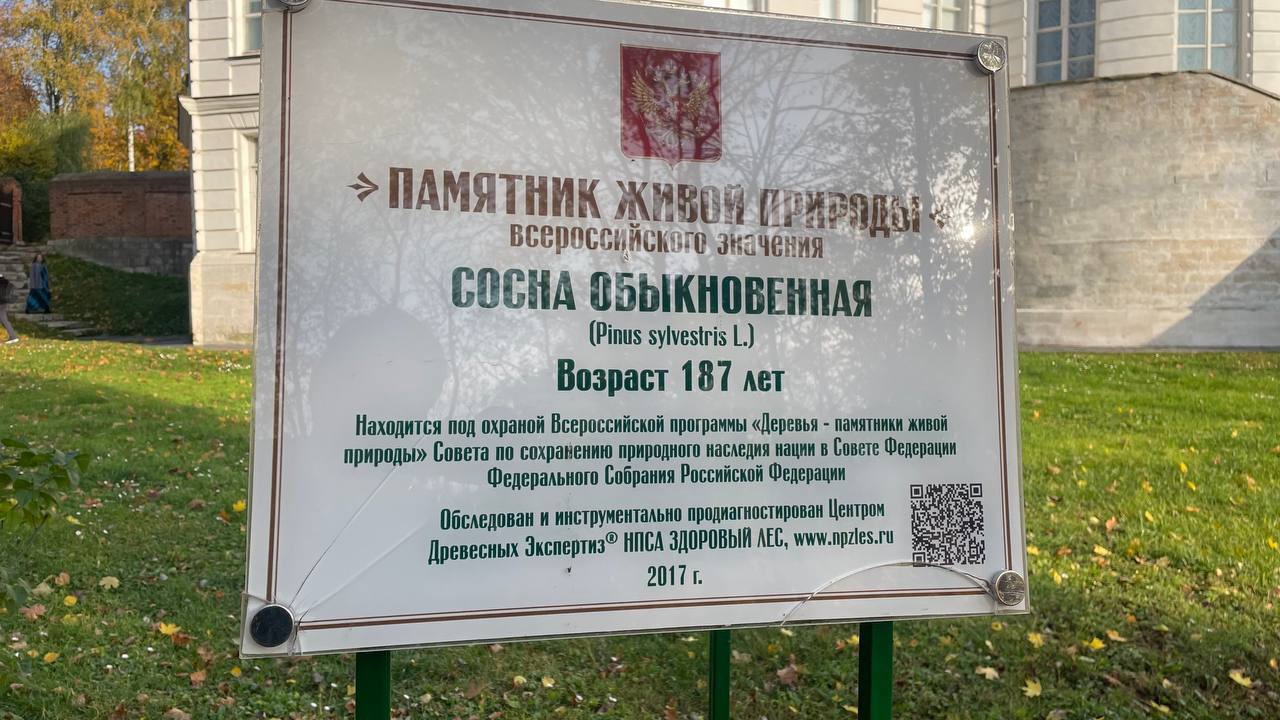 Сосна, пережившая немецкую оккупацию, получила табличку с охранным статусом