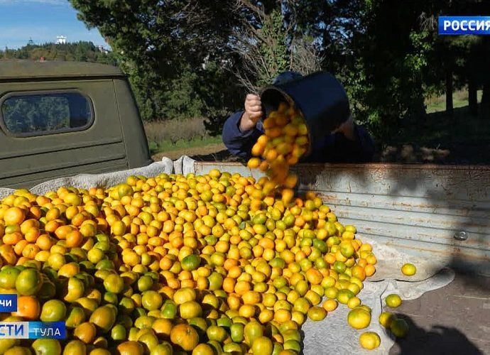 Врач рассказала, чем полезны цитрусовые
