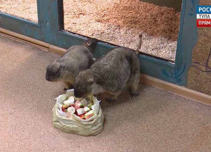В Тульском экзотариуме разбудили сурков. Скоро ли весна?