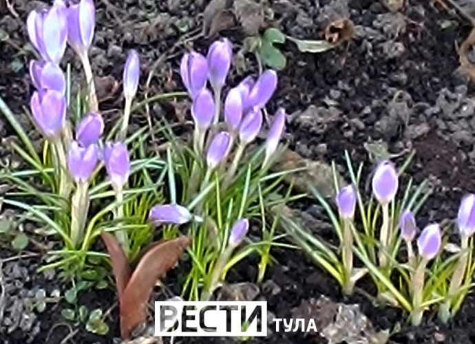 Вопреки холодам: в Туле распустились подснежники, крокусы и сцилла