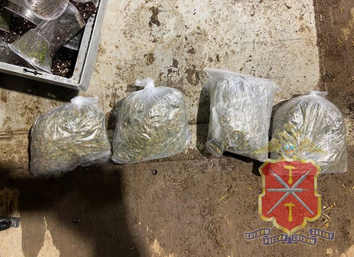 В Алексинском районе задержали мужчин, выращивавших коноплю в морском контейнере