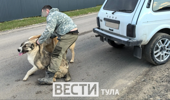 Житель Уваровки получил рваные раны, спасая своего пса от алабаев: ВИДЕО