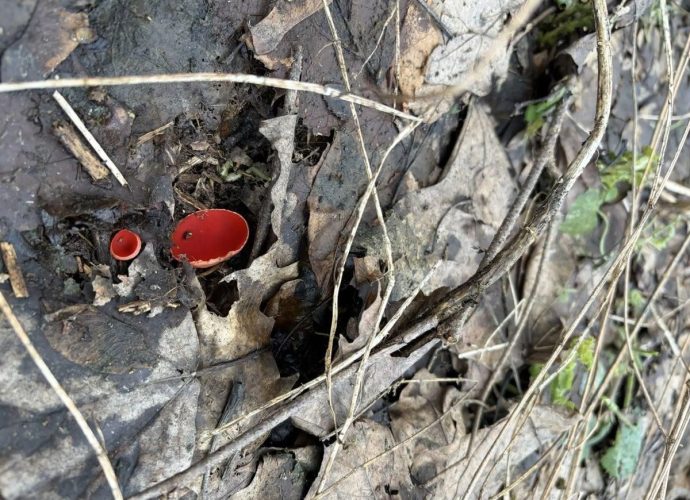 В Тульской области заметили первые весенние грибы — саркосцифу алую