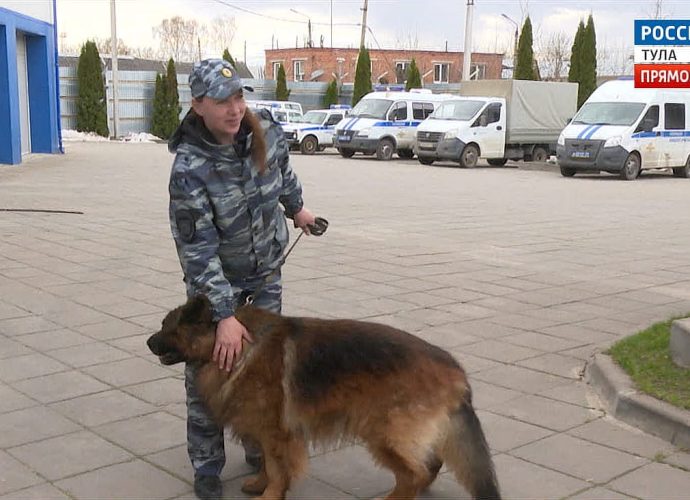 Овчарка Кай