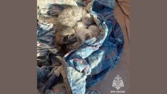 При разборе здания в Дагестане тульские спасатели нашли 3 котят