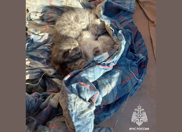 При разборе здания в Дагестане тульские спасатели нашли 3 котят