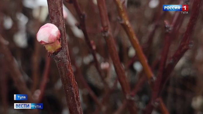 Заморозки: как держать оборону садоводам