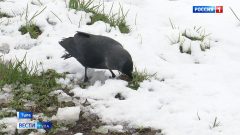 Тульская область в конце апреля оказалась во власти зимы