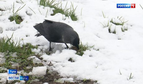 Тульская область в конце апреля оказалась во власти зимы