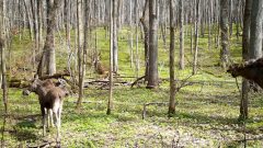 В «Тульских засеках» фотоловушка сняла лосиху с двумя годовалыми лосятами Национальный парк «Тульские засеки» поделился трогательными кадрами, полученными с фотоловушки. В объектив попала лосиха с двумя подросшими детенышами.