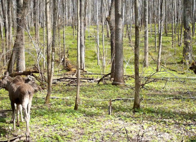 Национальный парк «Тульские засеки» поделился трогательными кадрами, полученными с фотоловушки. В объектив попала лосиха с двумя подросшими детенышами.