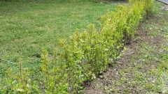 В Туле посадят более 1000 кустов кизильника В Туле посадят более 1000 кустов кизильника