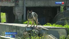 Не собьёт с пути и кусок колбасы: как проходит аттестация поисковых собак