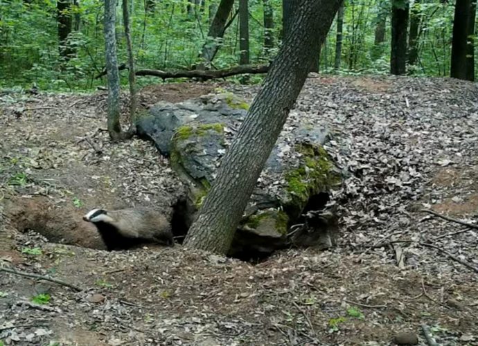 Фотоловушка в «Тульских засеках» засняла барсуков и лисиц у одной норы