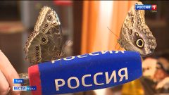 Тропические бабочки и гигантские кузнечики живут в обычной тульской многоэтажке