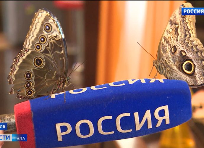 Тропические бабочки и гигантские кузнечики живут в обычной тульской многоэтажке