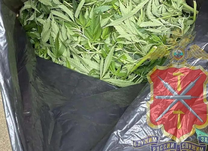 В Донском у рецидивиста нашли две теплицы конопли в 50 метрах от дома
