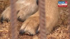 В РКФ назвали симптомы, которые могу указывать на рак у собаки