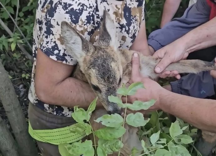 В Туле детёныш косули провалился в колодец