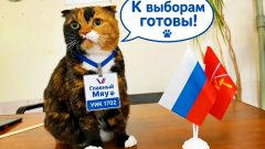 Тульские избиратели голосуют на именных участках Кот на выборах