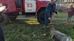 Спасатели вытащили козла из колодца в Одоевском районе