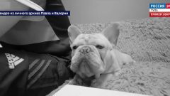 Смертельная вакцина: из-за гибели собак по стране пошла волна отказа от прививок