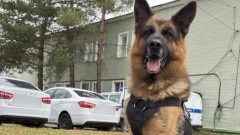 Служебная собака помогла раскрыть кражу инструментов в Ясногорском районе